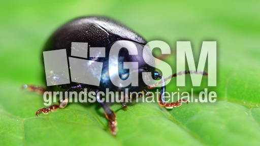 Violetter Gundermann-Blattkäfer_1.JPG